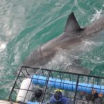 1 shark cage diving viewing whale watching tours combination Shark Cage Diving Viewing & Whale Watching Tours Combination