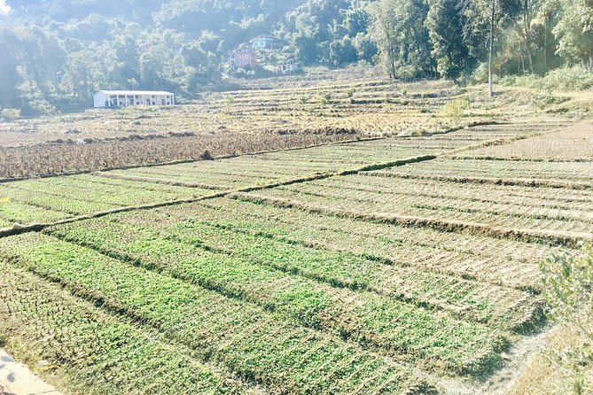 Silkworm Farm (Sericulture) Visit With Easy Hiking in Pokhara Nepal