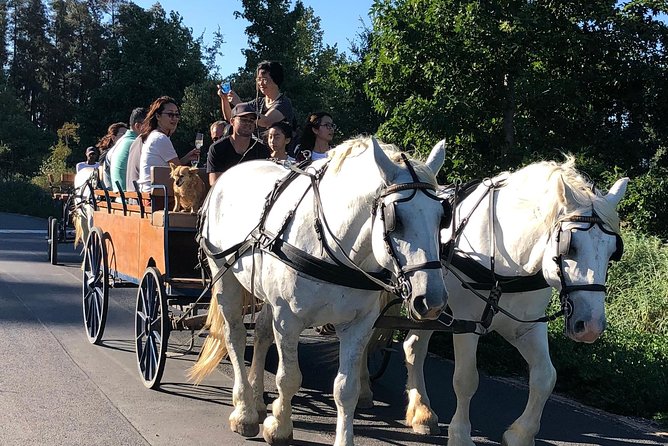 1 simondium horse and carriage ride franschhoek Simondium Horse and Carriage Ride - Franschhoek