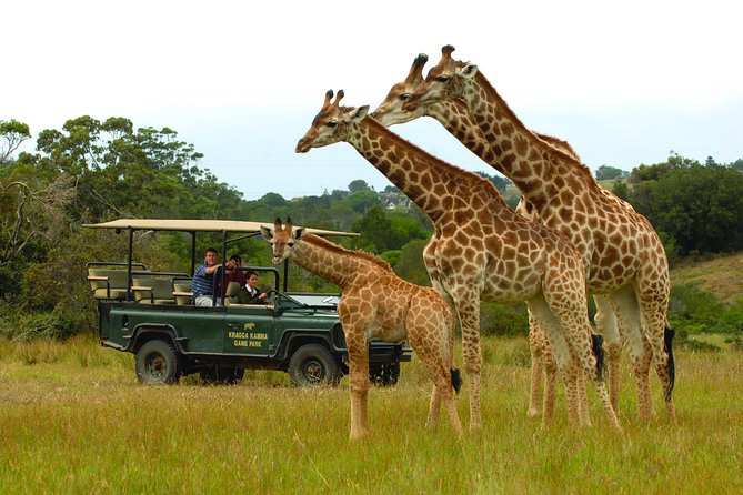 Skip the Line: 2-Hour Guided Game Drive at Kragga Kamma Game Park Ticket