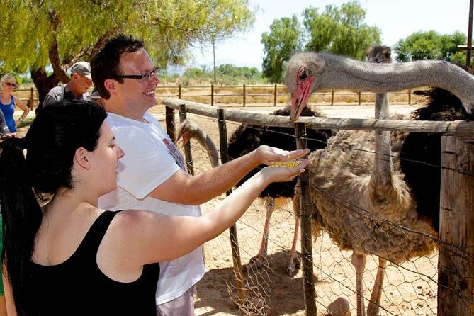 1 skip the line highgate ostrich farm tour ticket Skip the Line: Highgate Ostrich Farm Tour Ticket