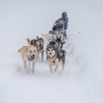 1 sled dog sampler ride in fairbanks Sled Dog Sampler Ride in Fairbanks