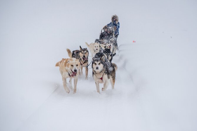 Sled Dog Sampler Ride in Fairbanks