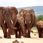 1 small group full day safari in kruger national park with lunch Small-Group Full-Day Safari in Kruger National Park With Lunch