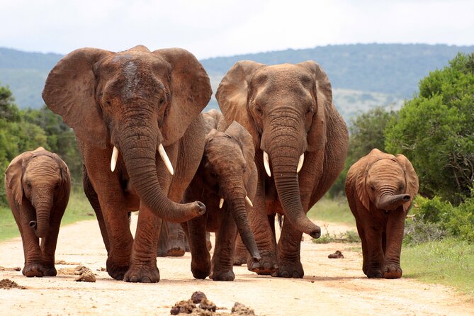 Small-Group Full-Day Safari in Kruger National Park With Lunch