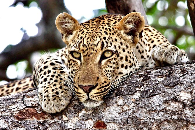 Small-Group Full-Day Safari Tour in Kruger National Park