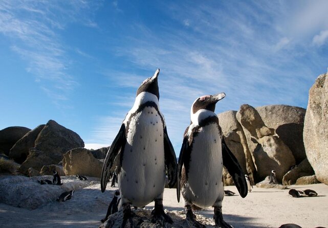 Small-Group Super Saver Combo Tour: Cape Point, African Penguins & Wine Tasting