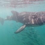 1 small group whale shark snorkeling in la paz bcs mx Small Group Whale Shark Snorkeling in La Paz BCS MX