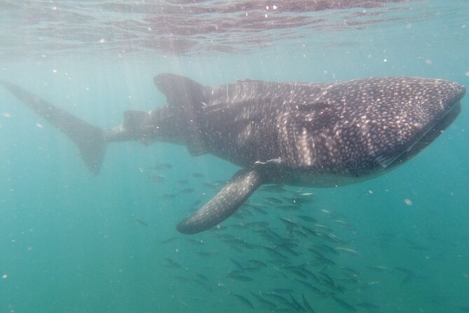 Small Group Whale Shark Snorkeling in La Paz BCS MX