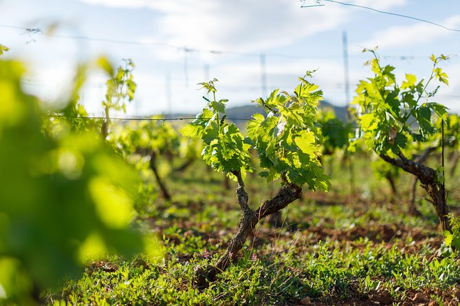 Small-Group Wine-Tasting Tour Around Hvar