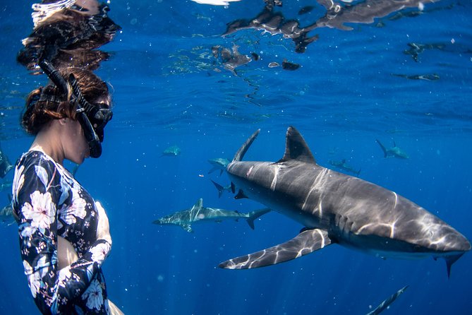 1 snorkeling or swimming with sharks in cabo san lucas Snorkeling or Swimming With Sharks in Cabo San Lucas