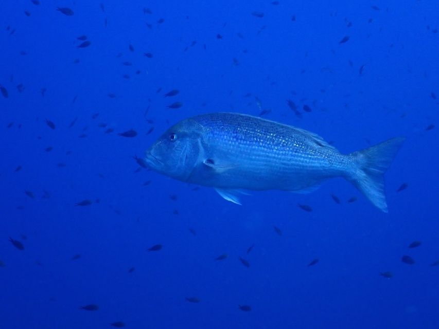 1 snorkeling snorkeling Snorkeling - Snorkeling