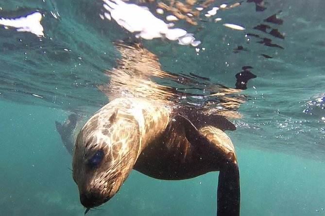 1 snorkeling with seals and cape peninsula full day private tour Snorkeling With Seals and Cape Peninsula Full-Day Private Tour