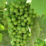 1 soave wine tasting tours from venice verona or padova Soave Wine Tasting Tours From Venice, Verona or Padova