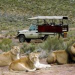 1 south africa cape town the best big five safari tour South Africa-Cape Town ( the Best Big Five Safari Tour )