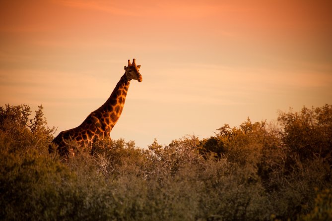 South African Bush Safari in Oudtshoorn  – Western Cape
