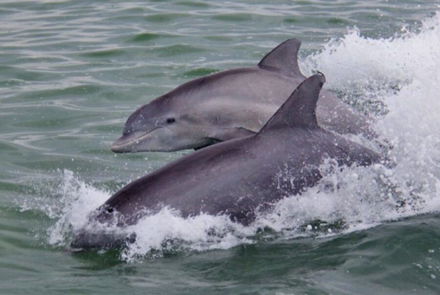 St. Pete Beach: Dolphin Racer Cruise by Speedboat