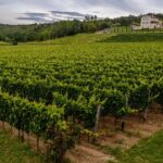 1 stancija collis a winery adventure tour in rovinj Stancija Collis: A Winery Adventure Tour in Rovinj