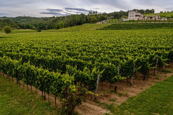 1 stancija collis a winery adventure tour in rovinj Stancija Collis: A Winery Adventure Tour in Rovinj