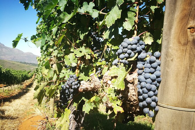 1 stellenbosch vineyard walk wine tasting Stellenbosch Vineyard Walk & Wine Tasting