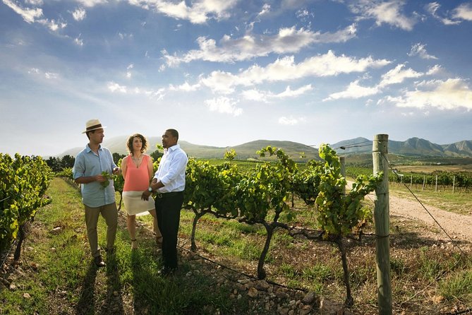 Stellenbosch Wine Tour Half Day From Cape Town