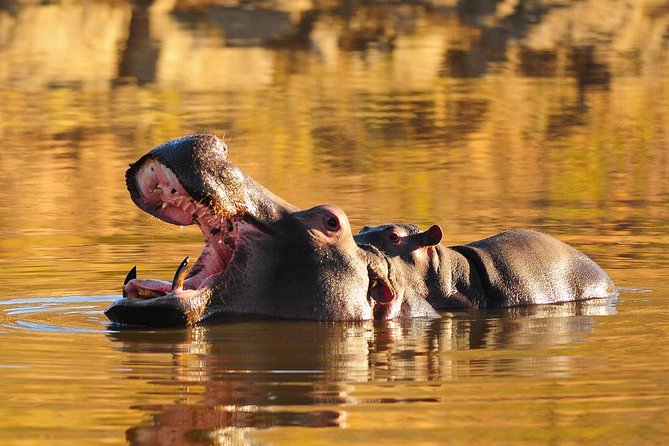 Sun City & Pilanesberg Game Reserve (Closed Vehicle)