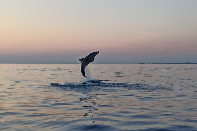 Sunrise Dolphin Watching With Drinks in Rovinj