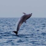 1 sunset dolphins private boat tour around brijuni islands Sunset & Dolphins Private Boat Tour Around Brijuni Islands