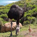 1 supersaver cape of good hope and cape point day tour from cape town Supersaver: Cape of Good Hope and Cape Point Day Tour From Cape Town