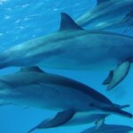 1 swimming with dolphin vip snorkeling sea trip with lunch and transfer hurghada Swimming With Dolphin VIP Snorkeling Sea Trip With Lunch and Transfer - Hurghada