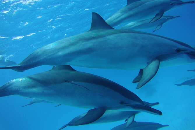 Swimming With Dolphin VIP Snorkeling Sea Trip With Lunch and Transfer – Hurghada