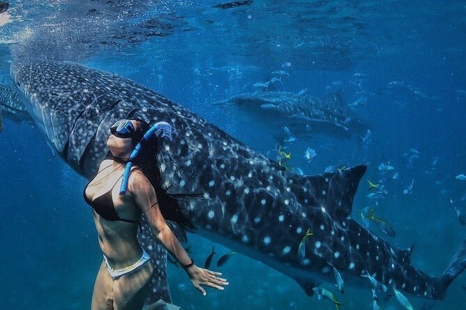 Swimming With Whale Sharks and Canyoneering in Badian, Cebu, Philippines