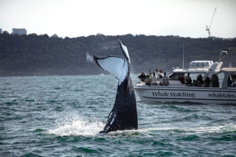 Sydney: Ocean Whale Watching Experience