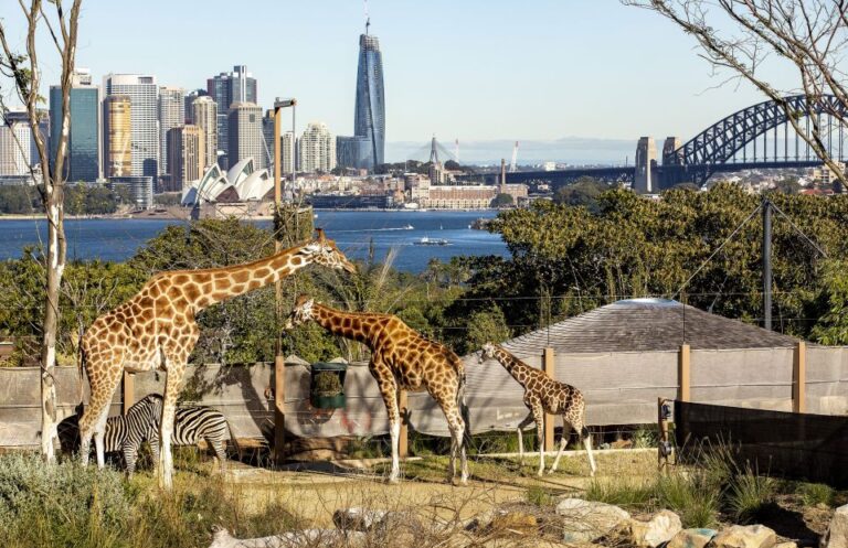 Sydney: Taronga Zoo Ticket With Return Ferry