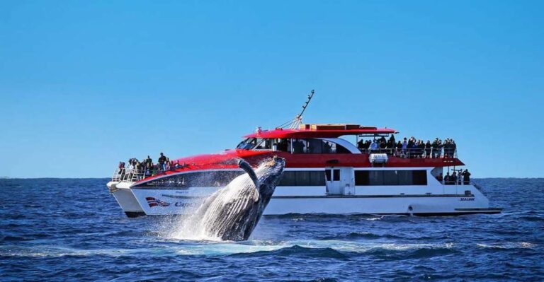 Sydney: Whale Watching Explorer Cruise