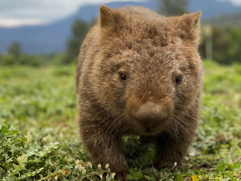 Sydney: Wild Wombats and Kangaroo Experience