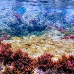 1 tarifa guided snorkel tour in the strait natural park Tarifa: Guided Snorkel Tour in the Strait Natural Park