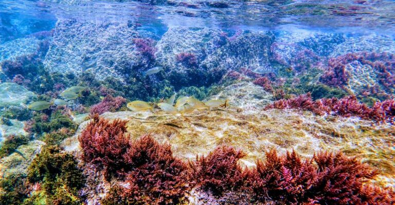 Tarifa: Guided Snorkel Tour in the Strait Natural Park