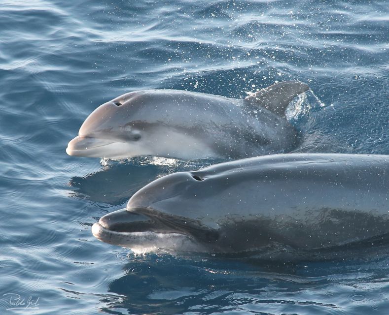 1 tarifa whale dolphin watching in the strait of gibraltar Tarifa: Whale & Dolphin Watching in the Strait of Gibraltar