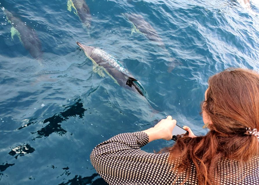 1 tauranga guided dolphin and wildlife watching cruise Tauranga: Guided Dolphin and Wildlife Watching Cruise