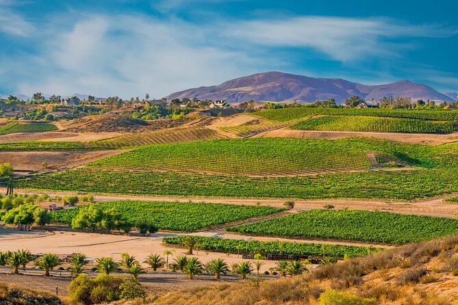 Temeculas Rancho California Wine Tour
