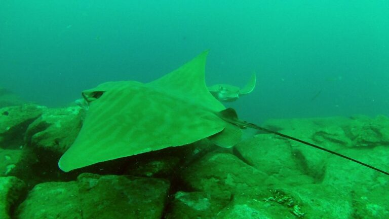 Tenerife: 2 Diving Sessions for Certified Divers