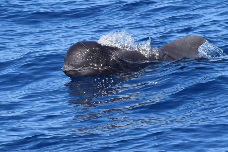 1 tenerife 3 6 hour private whale dolphin watching Tenerife: 3 &-6 Hour Private Whale & Dolphin Watching