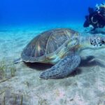 1 tenerife abades beach beginner diving experience Tenerife: Abades Beach Beginner Diving Experience