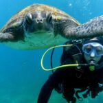 1 tenerife beginners scuba dive in puerto colon turtle area Tenerife: Beginners Scuba Dive in Puerto Colon Turtle Area