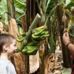 1 tenerife finca las margaritas banana plantation experience Tenerife: Finca Las Margaritas Banana Plantation Experience
