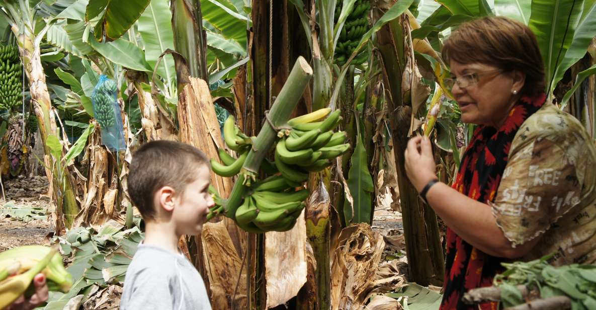 1 tenerife finca las margaritas banana plantation Tenerife: Finca Las Margaritas Banana Plantation Experience