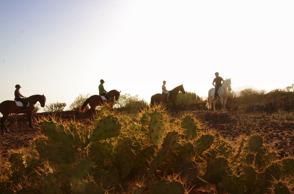 1 tenerife horseback ride with instructor Tenerife: Horseback Ride With Instructor