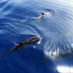 1 tenerife los gigantes whale watching cruise by sail boat Tenerife: Los Gigantes Whale Watching Cruise by Sail Boat