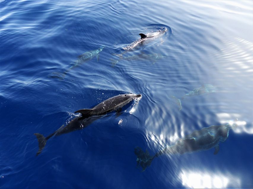 1 tenerife los gigantes whale watching cruise by sail boat Tenerife: Los Gigantes Whale Watching Cruise by Sail Boat